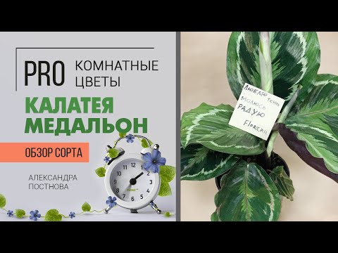 Видео: Калатея Медальон | Чем калатеи отличаются друг от друга - смотрите в видео | Найди 10 отличий