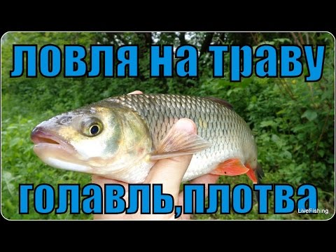 Видео: Ловля на траву на течении.  Голавль и плотва. Река Дон.