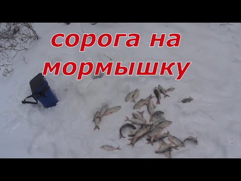 Видео: Ловим сорогу. Снова трудовая рыбалка.