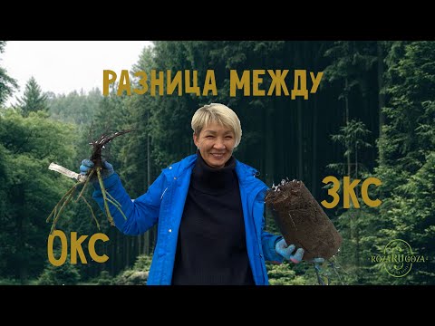 Видео: Разница между Открытой и Закрытой корневой системой