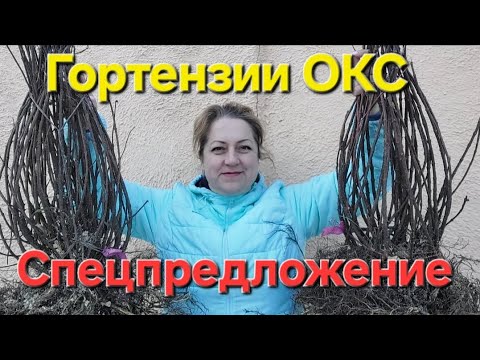 Видео: Гортензии ОКС.Продажа.