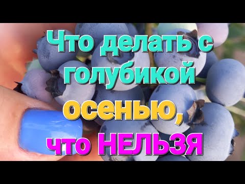 Видео: Что ДЕЛАТЬ с голубикой осенью, что НЕЛЬЗЯ!!!