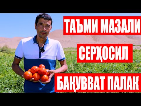 Видео: Сюзана Плюс F1: Бошқа дурагайлардан устун томони таъми ширин, серҳосил ва палаги бақувват дурагай