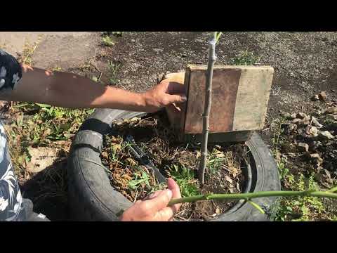 Видео: Щеплення шовковиці зеленою  брунькою 9.06.24