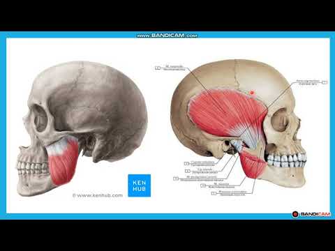 Видео: Шайнау бұлшықеттері. Бас бұлшықеттері. Бет бұлшықеттері