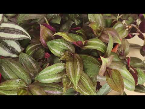 Видео: Как распушить традесканцию. Как вырастить пышную традесканцию. Традесканция. Правильный уход