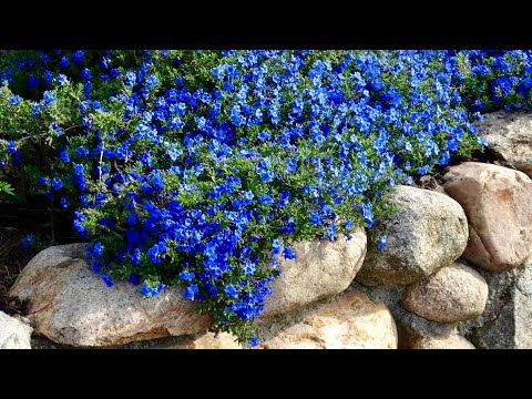 Видео: САД В ГОЛУБОМ НАРЯДЕ. Первая часть. МОНОХРОМНЫЙ САД. A beautiful garden in a blue outfit.