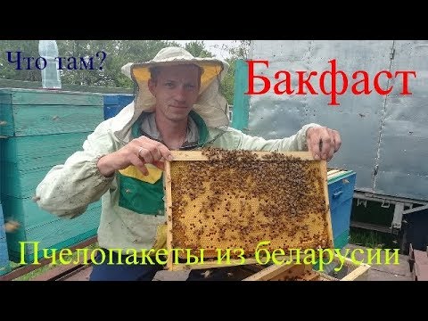 Видео: Пчелопакеты Бакфаст 2019 из Беларусии. Что там?