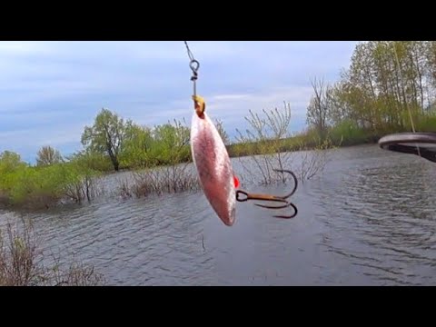 Видео: Поставил эту ВЕРТУШКУ и дело пошло ! Рыбалка на спиннинг с берега! Спиннинг 2022!