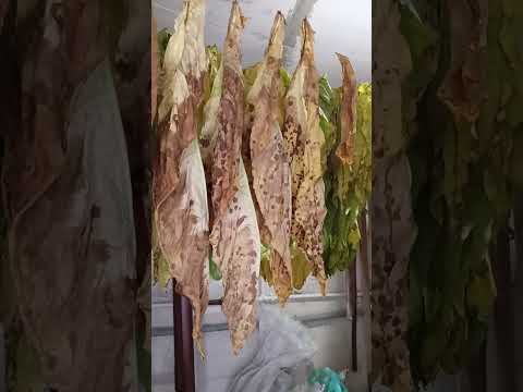 Видео: Итоги посадки 200 кустов табака, Вологодская область.