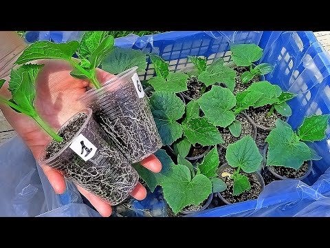 Видео: Забыла что такое ХИЛАЯ РАССАДА и ПЛОХОЙ УРОЖАЙ огурцов! Делюсь опытом!