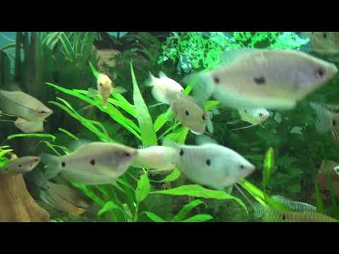 Видео: Донный фильтр 8 лет в работе.