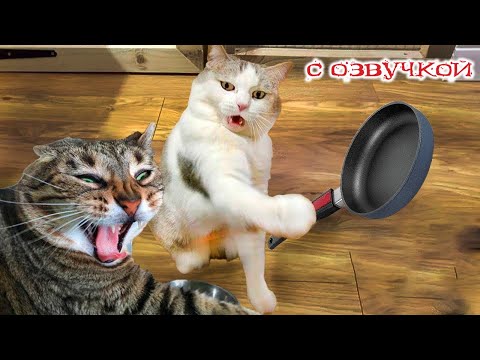 Видео: Приколы с котами! С ОЗВУЧКОЙ! СМЕШНОЕ ВИДЕО С КОТАМИ! ТОЛЬКО НАШИ СМЕШНЫЕ ЖИВОТНЫЕ!