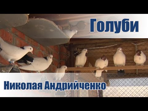 Видео: Бакинские шейки, красные белобородые и другие голуби Николая Андрийченко
