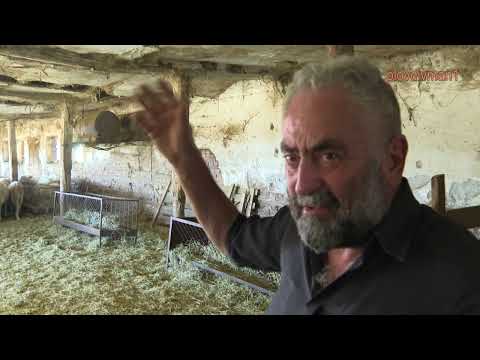 Видео: Истината за шарката по овцете: защо боледуват животните и откъде дойде заразата?
