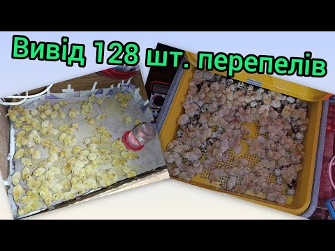 Видео: Вивід 128 шт. перепелів Техаський велетень