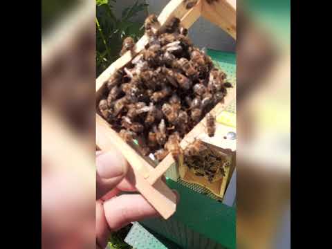 Видео: Матки Бакфаст от Ральфа Кольбэ. Работа на акации.