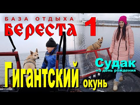 Видео: ГИГАНТСКИЙ окунь. Судак на день рождения. Десногорск, база Береста