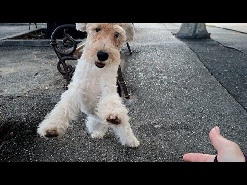 Видео: Искренность животных..
