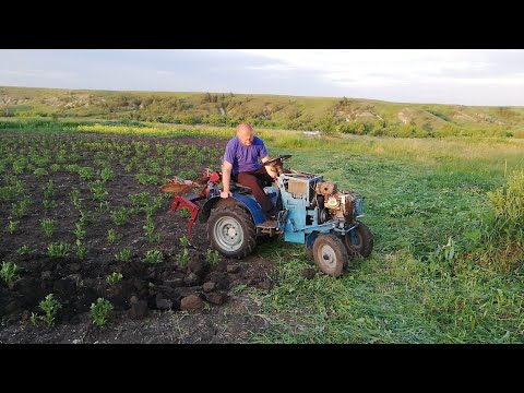 Видео: Окучивание картофеля  попытка это сделать