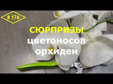 Видео: # 174 Четыре полезные манипуляции с цветоносом орхидеи фаленопсис для красивого пышного цветения