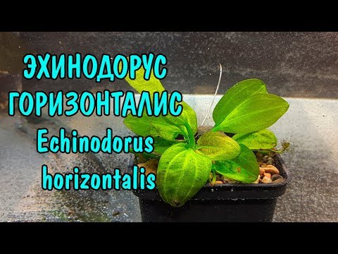 Видео: ЭХИНОДОРУС ГОРИЗОНТАЛИС + ОТВЕТ НА ЗАГАДКУ С КАМНЯМИ. Echinodorus horizontalis