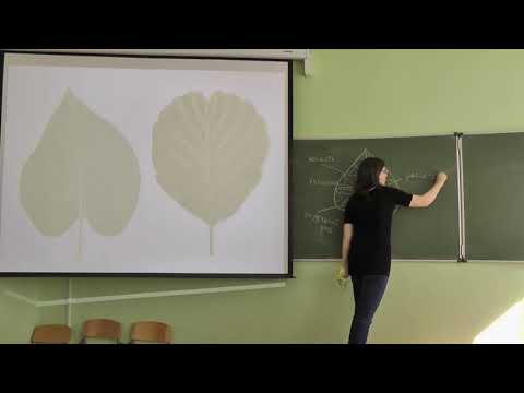 Видео: Морфология растений. Лекция 1. Платонова А. Г. edit