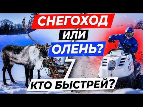 Видео: Олень или снегоход. Кто быстрей? \ Буран- Дэй и Сямянхат Мерета \ Нарьян-Мар,  Ненецкий АО