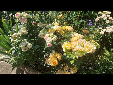 Видео: Июньское дефиле моих роз.