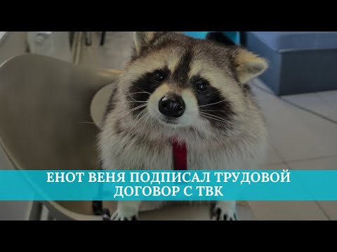 Видео: Енот Веня трудоустроился на ТВК