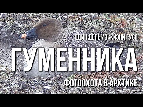 Видео: Один день из жизни гуся гуменника, фотоохота в Арктике