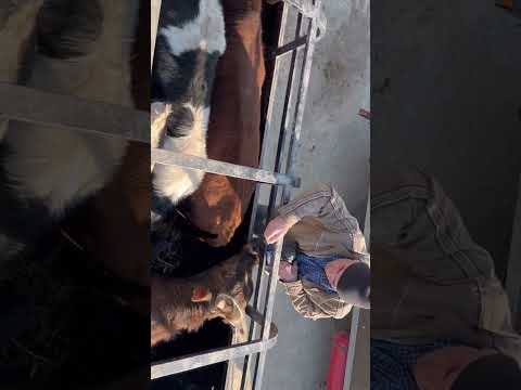 Видео: Обзор на скотный рынок,Манас., 28,03,24 г