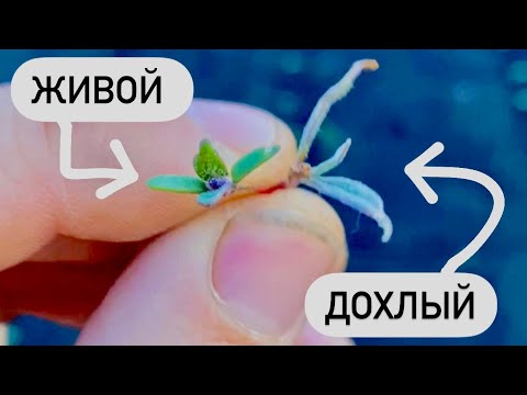 Видео: Как работает почвенный гербицид? Наглядно…