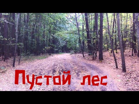 Видео: Этот лес почти опустел | Лесной коп в Старом Осколе с Bounty Hunter Tracker IV