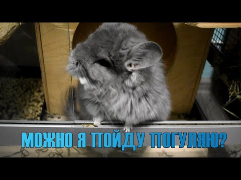 Видео: Прогулки шиншилл по квартире