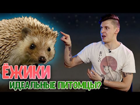 Видео: ДОМАШНИЙ ЁЖ! Как содержать, чем кормить, чего ожидать.