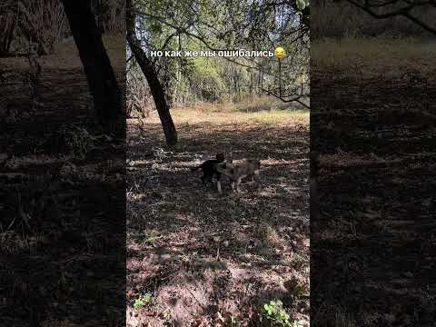 Видео: #деревня