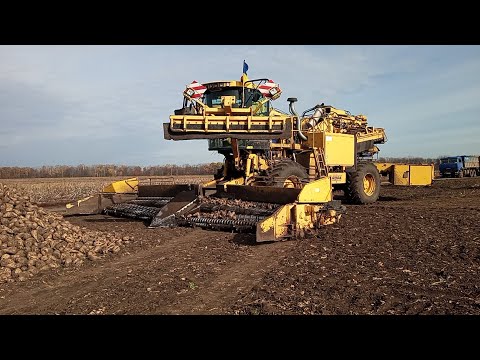 Видео: Як вам таке?! Погрузка цукрового буряка у фури погрузчиком Ropa