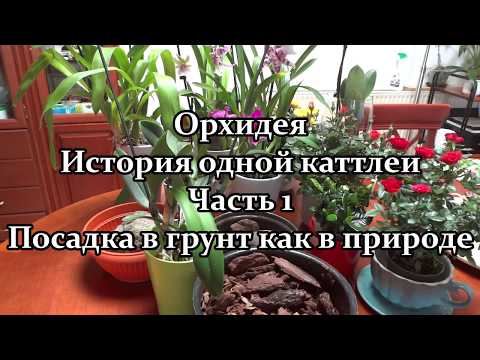 Видео: 🌺 Орхидея. История одной каттлеи.  Часть 1.  Посадка в грунт как в природе