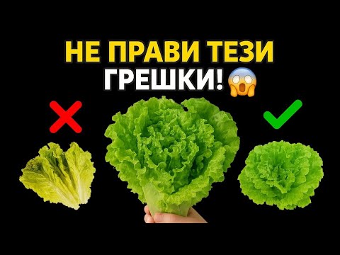 Видео: Не допускай тези грешки при марулята! 😱 Виж как я отглеждам правилно 🌿