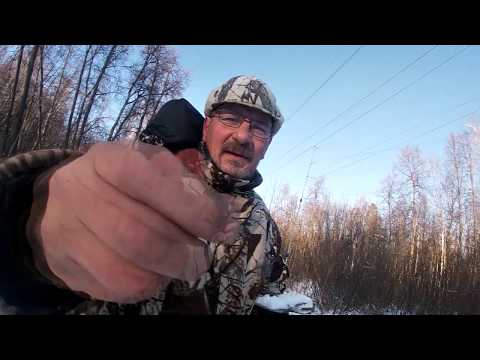 Видео: В погоне за белопоясиком- на новом месте