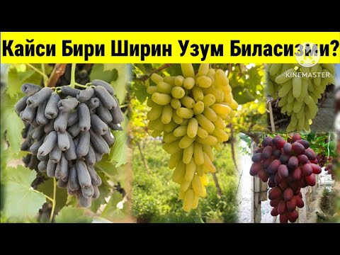 Видео: Янги ва Махаллий Узум Навларини Шакарини Улчаб Курдик.Кайси Бири Ширин?