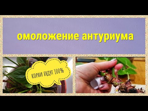 Видео: АНТУРИУМ. ОМОЛОЖЕНИЕ. Способ омоложения. Результат.