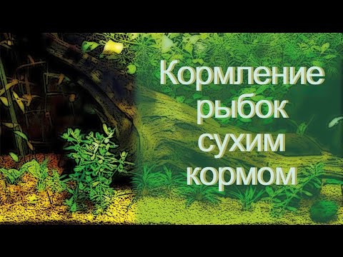 Видео: Сухой корм для рыб. Кормим аквариумных рыбок