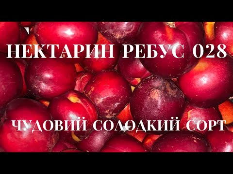 Видео: Нектарин Ребус 028/ Nectarine Rebus 028