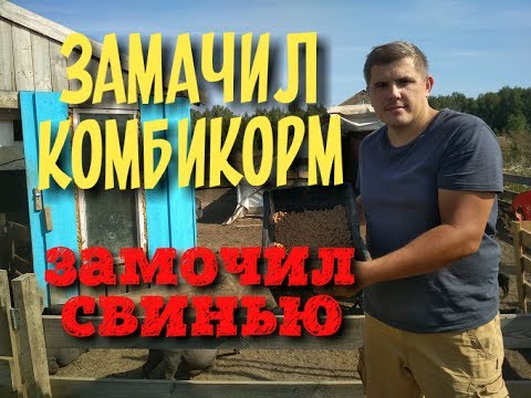 Видео: Никогда не замачивай комбикорм для свиней. Вьетнамские свиньи