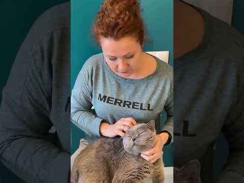 Видео: Кот диабетик, как брать анализ крови на Сахар/глюкозу