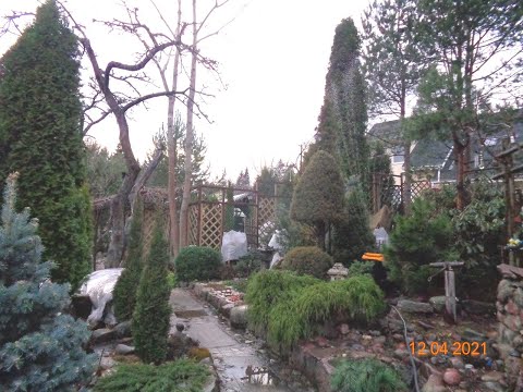 Видео: Сад после зимы--апрель2021г-обзорная экскурсия