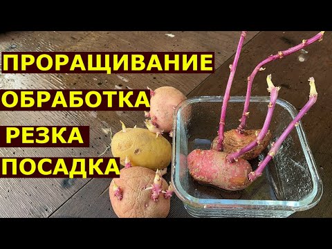 Видео: Максимум картошки с грядки готовим клубни к посадке