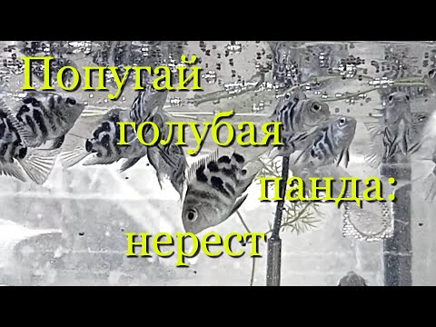 Видео: Разведение Сапфирового попугая от А до Я, выращивание малька: 120 дней за 30 минут, пояснения, нюанс